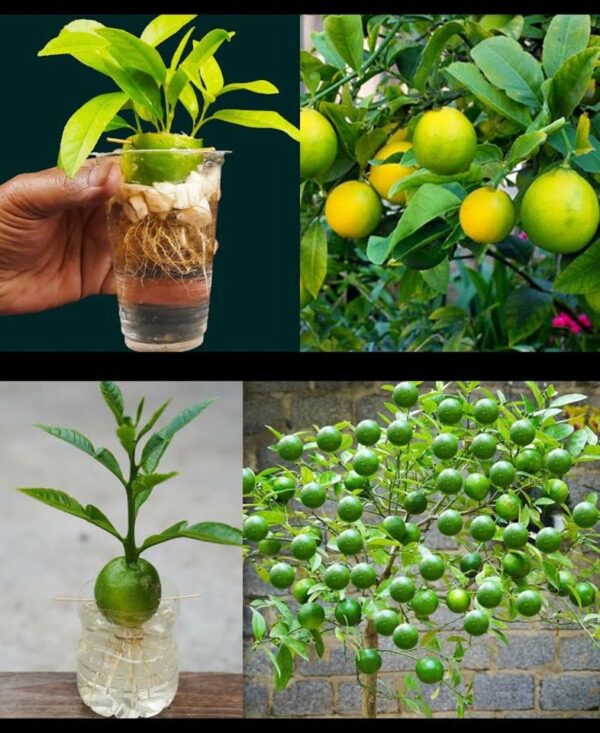 Siempre limones enormes y jugosos con el método del viejo agricultor: pruébalo ahora