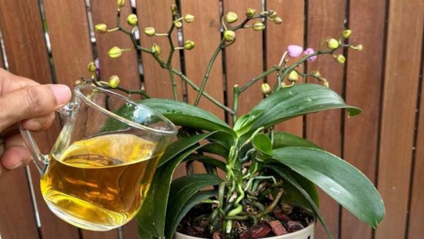 Sólo 1 taza al mes será suficiente: tanto las flores como las raíces florecerán durante todo el año.