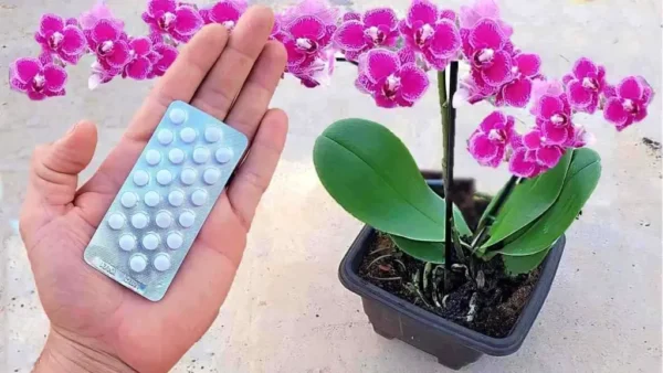 Solo 1 pastilla es suficiente para que florezca para siempre: cómo curar la orquídea