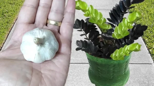 Sorprendente lo que pasa si pones ajo en las plantas: cuál es el resultado