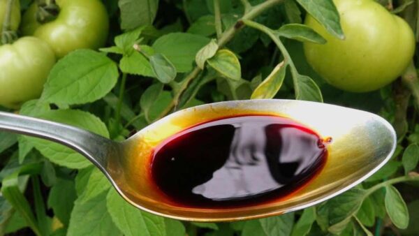 Suplemento clave para todas las plantas: tomates, calabacines y pepinos duplicados