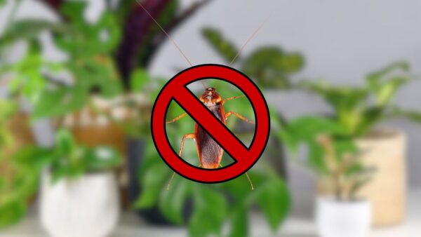 Tan pronto como huelan esta planta, las cucarachas desaparecerán inmediatamente