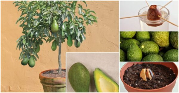 ¿Te gusta el aguacate? Aprende como cultivarlos en casa