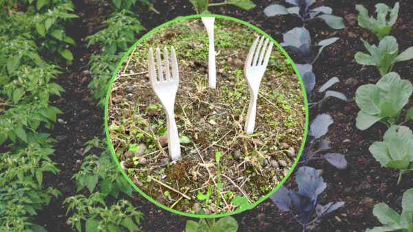 Tenedores de plástico en el huerto, todos los jardineros están empezando a hacerlo: la razón es ingeniosa