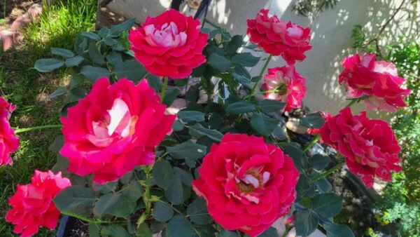 Un montón de rosas explotará con este poderoso fertilizante natural