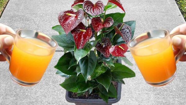 Una bomba natural para la floración de Anthurium: te podría durar hasta 15 años