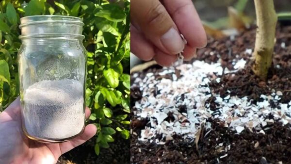 Una bomba natural para las plantas, simplemente viértela en el suelo para devolverles la vida.