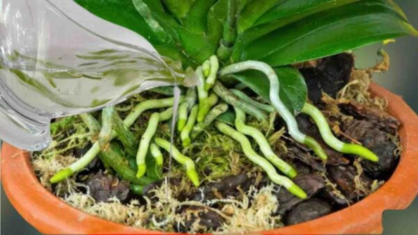 Una sustancia que hace florecer raíces y flores en las orquídeas durante todo el año: muy exuberante
