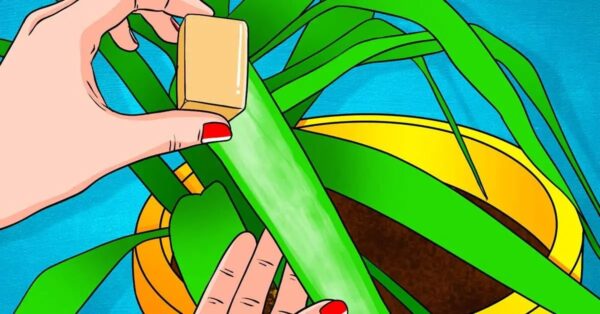 Usa el jabón para tus plantas. Todo el mundo lo hace, la razón es sorprendente.
