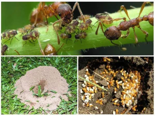 ¡Usa este truco para mantener a las HORMIGAS alejadas de las macetas y del jardín!