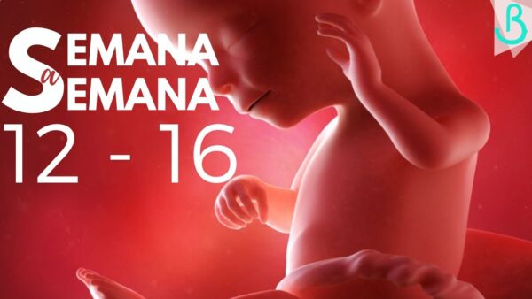👶💖¡De la semana 12 a la 16! ¡Descubre cada semana de tu embarazo! 💖🎉 ¡Baby Suite por Pau te acompaña mes a mes! 🌟