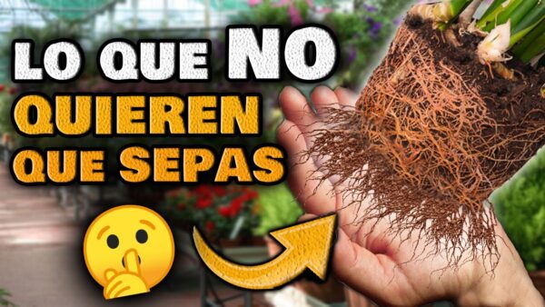 ¡DESCUBRE los SECRETOS con los que tus PLANTAS serán FELICES! Guía para cuidar tu Huerto Urbano/Jardín y dejar sorprendidos a los VIVEROS