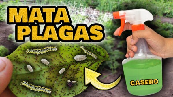 Bye-Bye Bugs: Homemade Plant Insecticide for Caterpillars, Aphids, Mealybugs, Ants, and Whiteflies