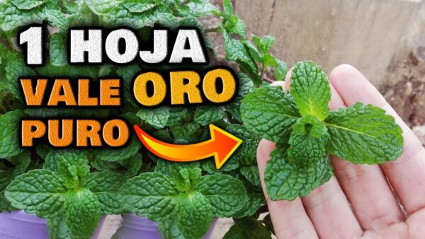 ¡Imprescindible en tu hogar! Descubre los 8 increíbles beneficios de la menta para adelgazar rápidamente.