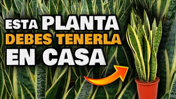 ¡Descubre el Tesoro Verde en tu Hogar! Sansevieria: ¡Secretos Curativos Revelados!
