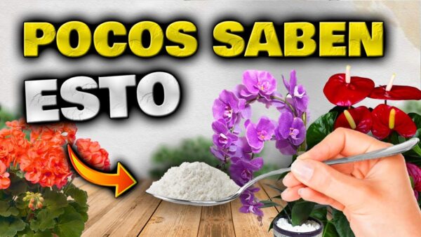 ¡FLORES POR DOQUIER! Un toque de ABONO CASERO para PLANTAS y verás cómo FLORECEN como nunca 🌼💫 ¡Solo 1 CUCHARADA basta!