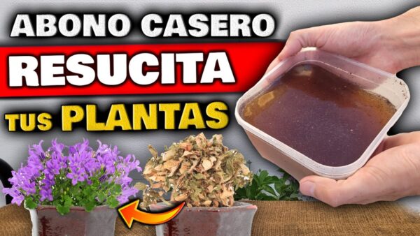 Revive tus plantas secas y débiles con este poderoso fertilizante casero ¡Dale vida a tu jardín!