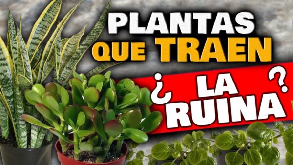 ¿Plantas Energéticamente Vampíricas? Descubre Si Debes Echarlas de Tu Casa | Trucos para el Hogar y Jardín