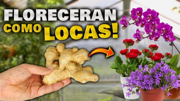 ¡Florecimiento Exprés en 48 Horas! Receta Casera para Despertar Orquídeas, Geranios y Cactus ¡Haz que Tu Jardín Brille!