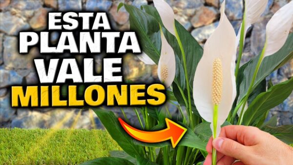 Secretos del Espatifilo: Cómo Cuidar y Hacer Florecer la Cuna de Moisés