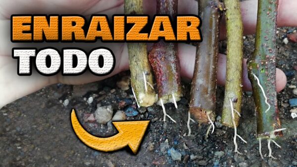 ¡Enraiza al Instante! La Guía para Enraizar Todo Tipo de Plantas de forma Rápida y Sencilla