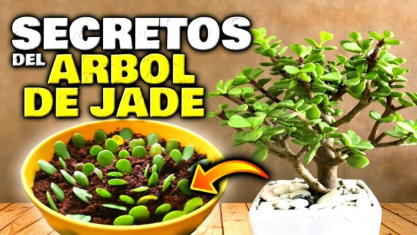 Descubre los Secretos Jamás Revelados del Árbol de Jade: El Tesoro Escondido del Árbol del Dinero
