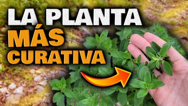 Descubre el Poder de la Naturaleza con el Orégano: ¡Adelgaza con esta Infusión Curativa!