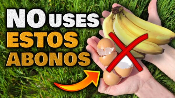 ¡Descubre el Secreto del Fertilizante Casero con Pieles de Plátano y Cáscaras de Huevo para tus Plantas! 🌱🌿