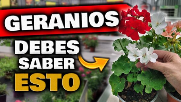 ¡Descubre los secretos para hacer florecer tus geranios!