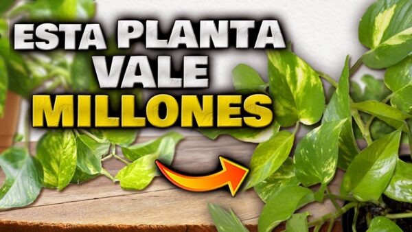 ¡Cuida esta planta valiosa para tu hogar! | Tips para plantas de interior fáciles y rápidas