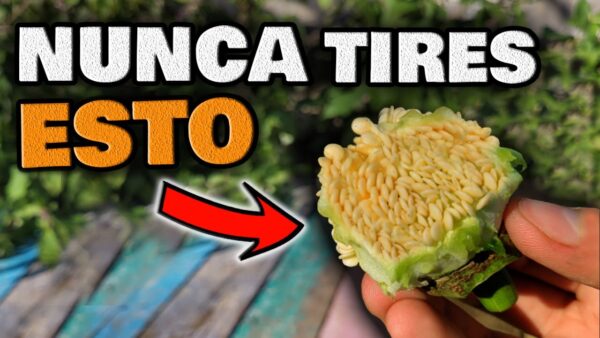 ¡Descubre el tesoro oculto en tu hogar! Reutiliza este oro para nutrir tu jardín urbano o huerto casero.
