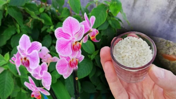 ¡Increíble ARROZ en ORQUÍDEAS! Descubre el Secreto del Fertilizante Orgánico Casero para una Orquídea Floreciente