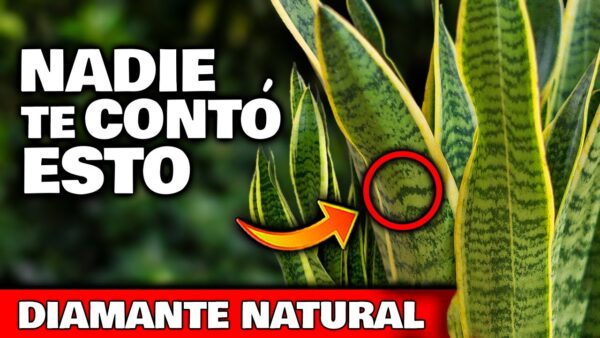 Lengua de Suegra Revelada: Secretos, Usos Curativos y Cuidados Que Nadie Te Contó