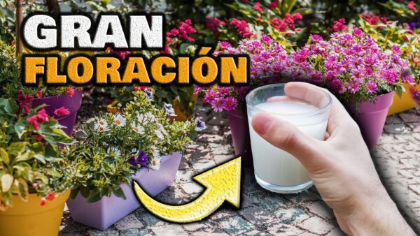 AMAZING! 1 CUP for BLOOMS GALORE | Maximize Flower Power with DIY Fertilizer and Plant Food