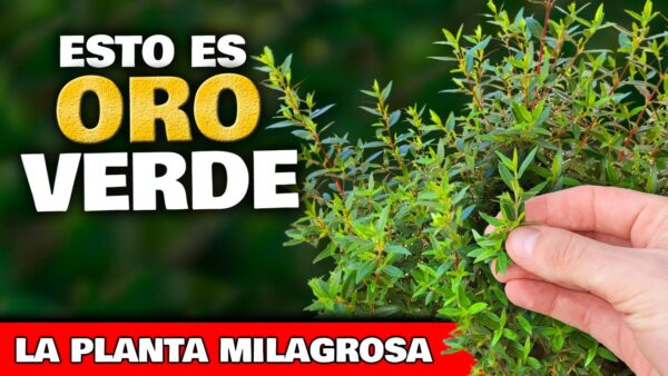¡Descubre el ORO VERDE en tu propio HOGAR! Cómo cultivar y disfrutar esta PLANTA en tu jardín