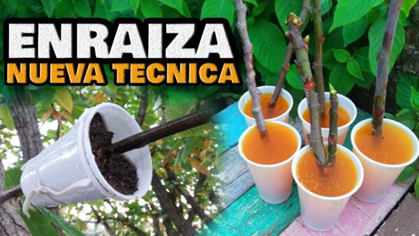 Root Boost: Domina la técnica enraizante para plantas y árboles