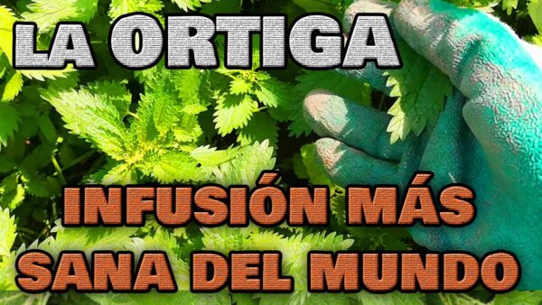 ¡La ORTIGA: Tu aliada saludable y eco-friendly para una figura espectacular! 🌿 Descubre sus secretos para adelgazar rápidamente