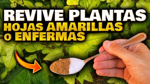 Revive tus plantas en horas con este abono casero orgánico ¡Di adiós a las hojas amarillas y marchitas! ¡Salva y cura tus plantas ahora!