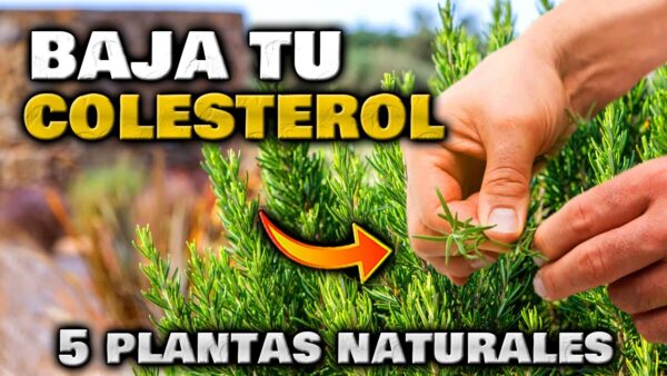 ¡Plantas Poderosas para Reducir el Colesterol y los Triglicéridos! Descubre cómo cultivarlas en tu Jardín