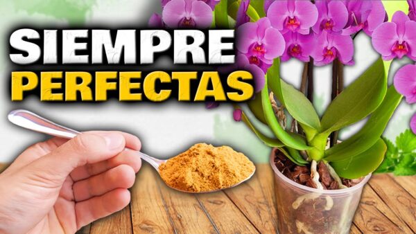 ¡Orquídeas Espectaculares! Guía Completa para Cuidar y Disfrutar de tus Phalaenopsis