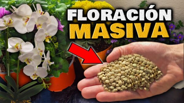 ¡Flores en un abrir y cerrar de ojos con ABONO RÁPIDO PARA FLORACIÓN! ¡Hazlo tú mismo GRATIS y con solo unos pasos!