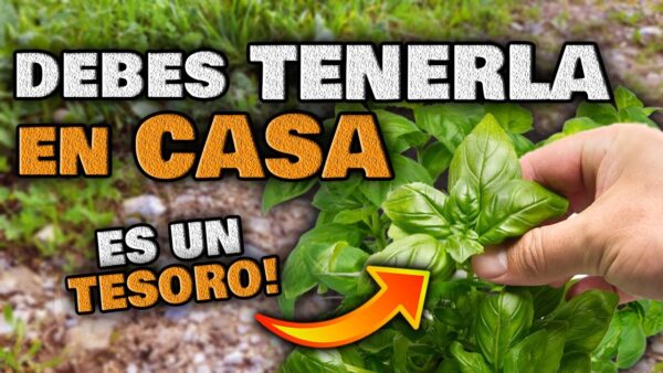 Descubre el Tesoro en Tu Jardín: Conoce las Plantas Curativas y Saludables para Tomar a Diario