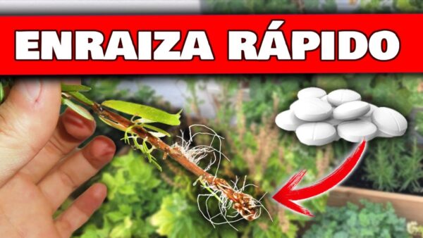 ¡Descubre 5 Poderosas Hormonas Caseras para Enraizar tus Esquejes y Ramas al Instante!