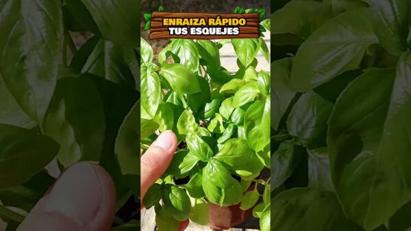 ¡Enraiza tus Esquejes al Instante! Descubre la Técnica Rápida y Fácil para Enraizar Ramas con #SHORTS
