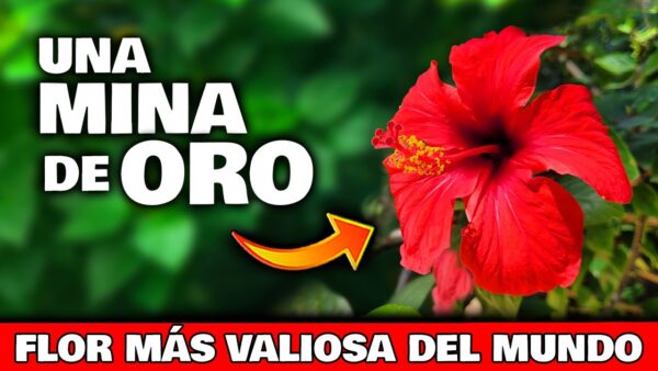 Descubre el Tesoro Natural: Todo sobre la Planta de Hibisco o Flor de China | Beneficios Curativos y Cuidados Esenciales