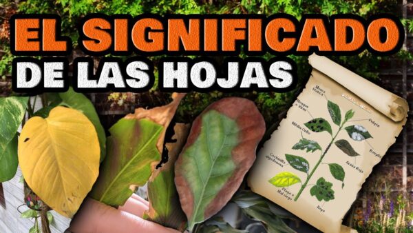 ¡Revive tus Plantas! 🌿 Soluciones para Hojas Amarillas, Enrolladas o Arrugadas | Combatir Enfermedades y Plagas