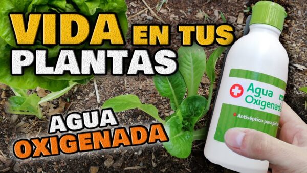 ¡Secretos sorprendentes de la agua oxigenada en tu jardín! ¡Descubre su poder como insecticida y fungicida!