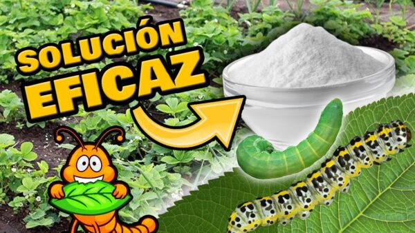 Say goodbye to plant pests with this Homemade Organic Pest Repellent 🌿🐛 Get Rid of Caterpillars and Worms for Good!