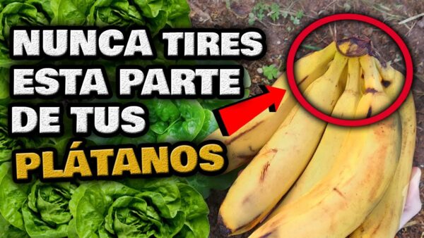 ¡Nunca Desperdicies esta Parte del Plátano! Descubre por qué es el Secreto para un Jardín Floreciente | Haz tu Propio Fertilizante Orgánico ¡Ahora!