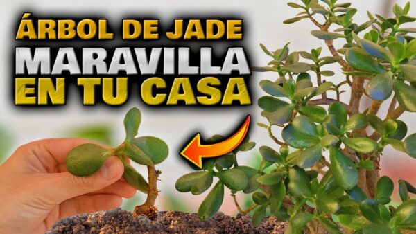 Descubre la Magia del Árbol de Jade en tu Hogar: Cómo Reproducir Esta Maravillosa Suclulenta